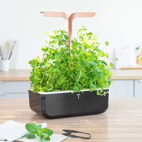 Véritable Lingot Minze